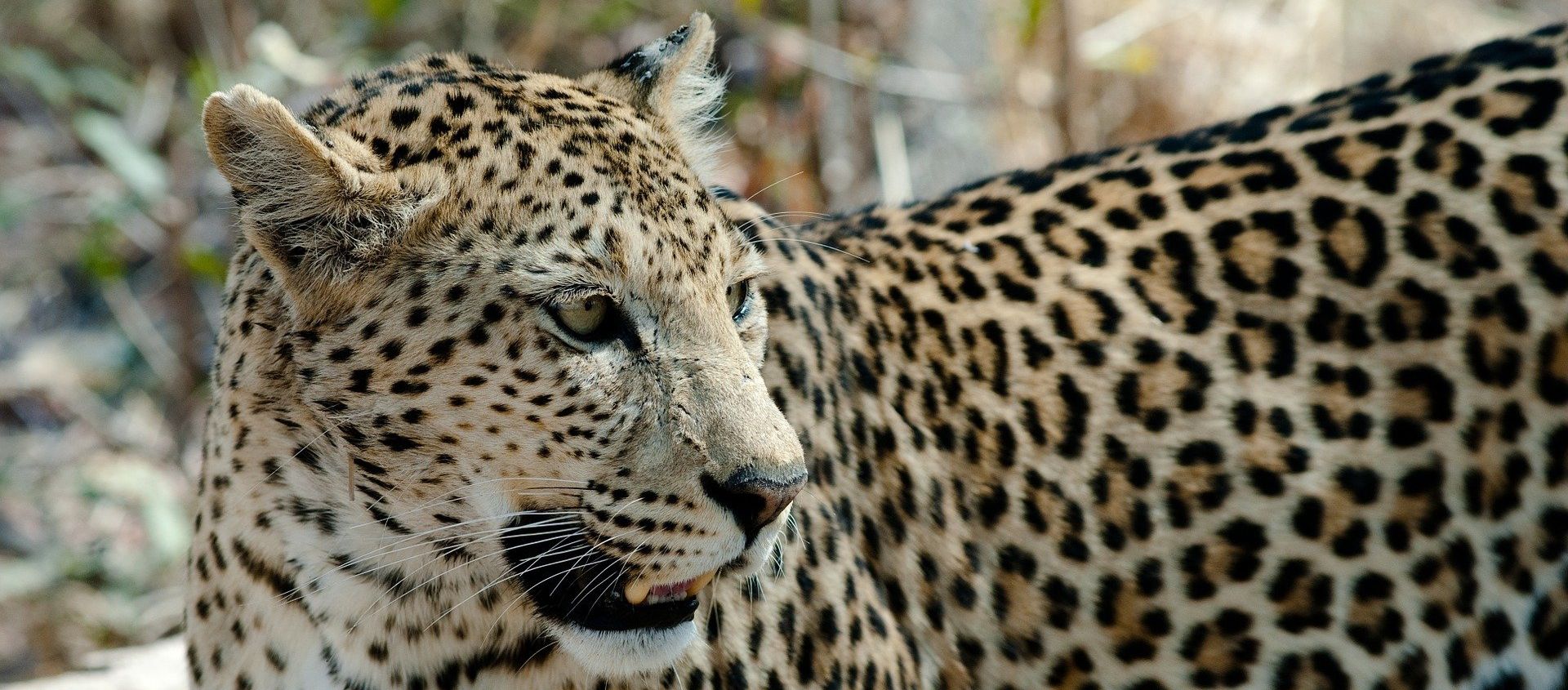 Leopard Leopard - Sputnik International, 1920, 30.03.2020