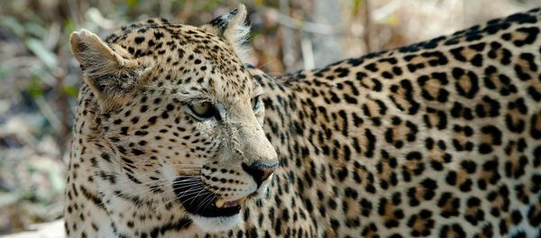 Leopard Leopard - Sputnik International