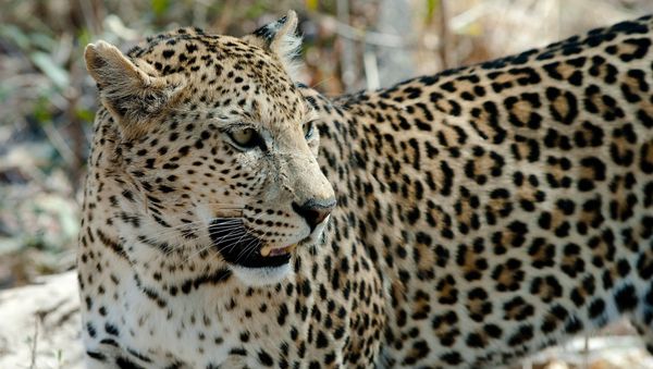 Leopard - Sputnik International