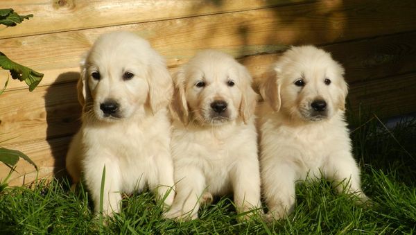Puppies - Sputnik International