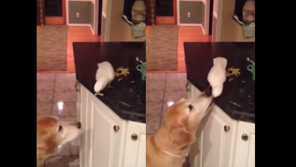 A Friend in Need: Golden Retriever Fed by Feathered Friend - Sputnik International
