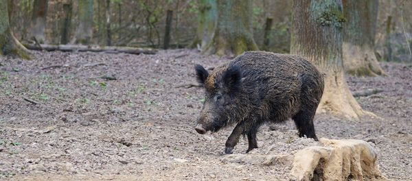 Wild boar - Sputnik International