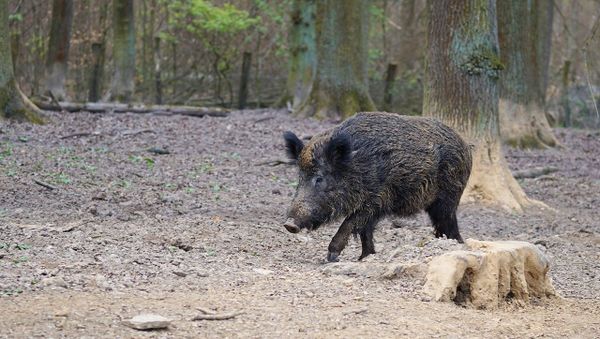 Wild boar - Sputnik International