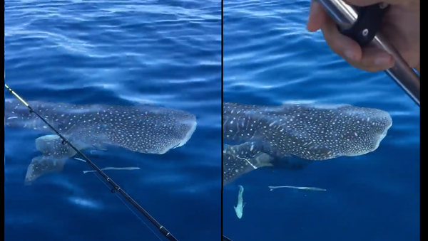 ‘Why Hello There’: Curious Whale Shark Cozies Up to Australian Fishermen - Sputnik International