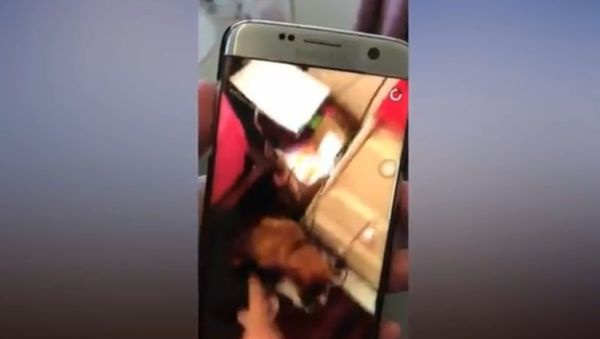 Teenager filmed self ‘kicking a puppy' has been c harged Teenager filmed self ‘kicking a puppy' has been c harged - Sputnik International