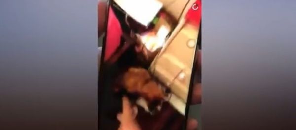 Teenager filmed self ‘kicking a puppy' has been c harged - Sputnik International