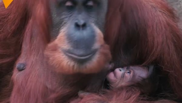Orangutan Poses With Her Baby - Sputnik International