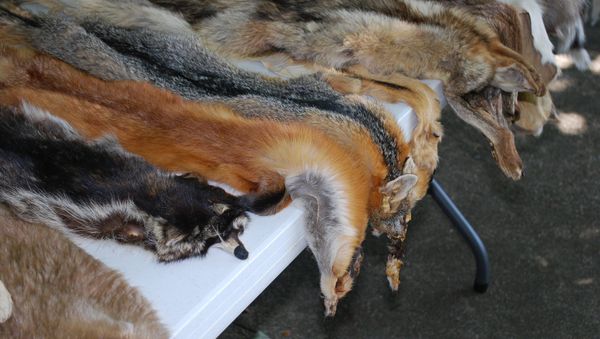 Fur - Sputnik International