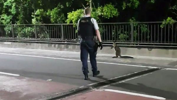A supplied video screenshot obtained January 16, 2018 of a policeman approaching a wallaby on the Sydney Harbour Bridge in Sydney, Australia A supplied video screenshot obtained January 16, 2018 of a policeman approaching a wallaby on the Sydney Harbour Bridge in Sydney, Australia - Sputnik International