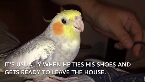 Bird Calling: Cockatiel’s Pitch Perfect iPhone Ringtone - Sputnik International