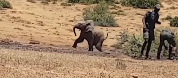 Young Pachyderm in South Africa Fell Into a Muddy Pit - Sputnik International