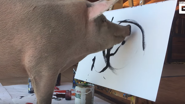 Porky Picasso: From Slaughterhouse to Showroom - Sputnik International