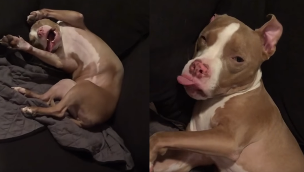 Sleeping Poochie: Dog Found Napping in Precarious Position - Sputnik International