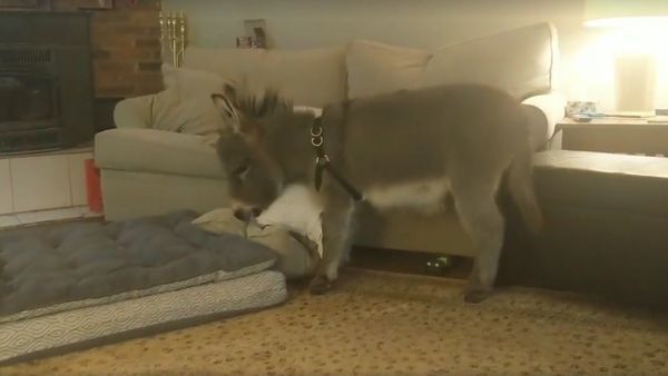Tiny Tim the Mini Donkey - Sputnik International