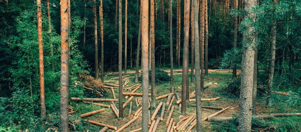 Felling forest Felling forest - Sputnik International