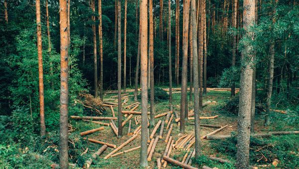 Felling forest - Sputnik International