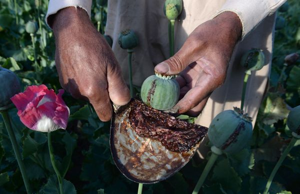 An Afghan farmer harvests opium sap from a poppy field in the Surkh Rod district of Nangarhar province. (File) - Sputnik International