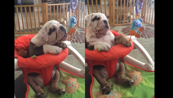 ‘Goo Goo, Woof Woof?’ Bulldog Pup Living the Baby Life - Sputnik International