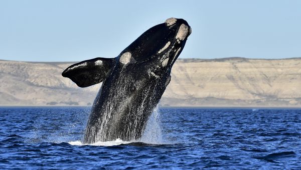 Right whales - Sputnik International