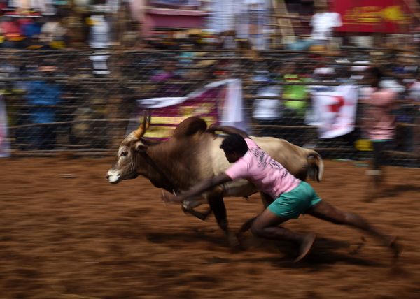 This Week in Pictures (January 13-19) - Sputnik International
