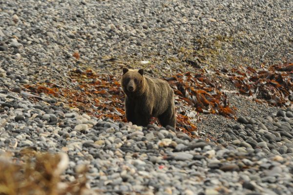 Russia's Kurilsky Reserve: Magnificent Nature Retreat in the Land of Volcanoes - Sputnik International