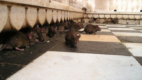Rats - Sputnik International