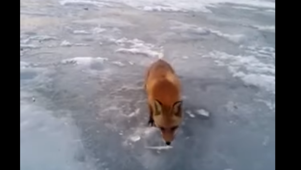 Far East Fisherman Shares Catch With Friendly Fox - Sputnik International