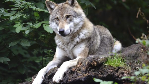 Wolf - Sputnik International