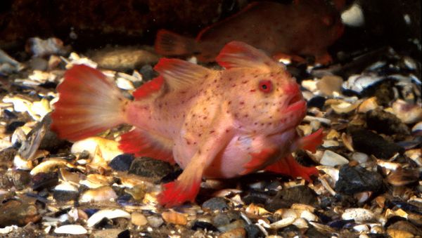 The Red Handfish - Sputnik International