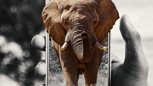 Elephant - Sputnik International