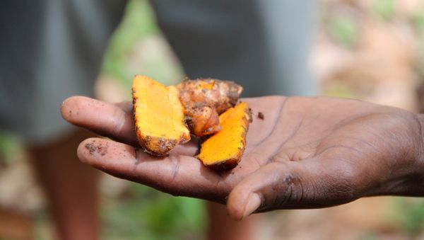 Turmeric root cut in half. - Sputnik International