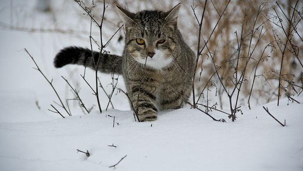 Frozen cat - Sputnik International