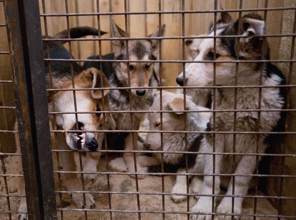 Dogs housed in the cage of the temporary animal shelter located at EMUP Spetsavtobaza. (File) Dogs housed in the cage of the temporary animal shelter located at EMUP Spetsavtobaza. (File) - Sputnik International