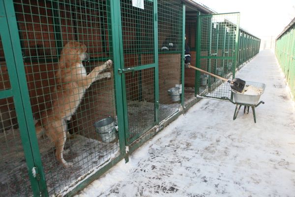 Dog cages at the animal shelter in Rudnevo, Moscow Region. (File) Dog cages at the animal shelter in Rudnevo, Moscow Region. (File) - Sputnik International