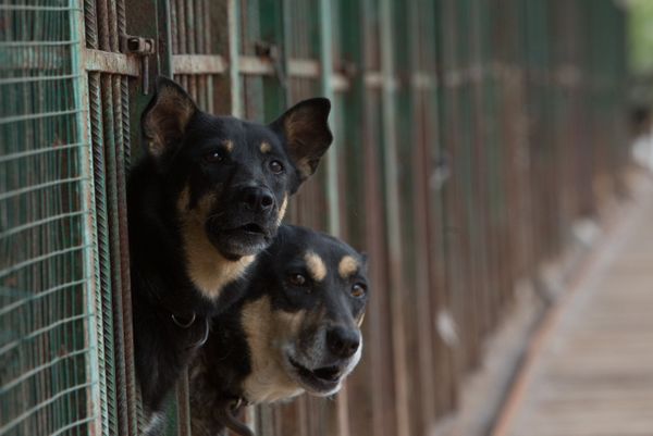 Dogs in an animal shelter, Moscow Dogs in an animal shelter, Moscow - Sputnik International