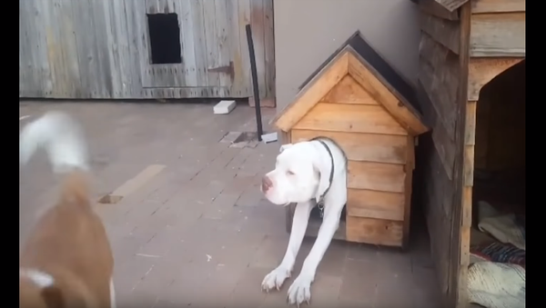 Pooch Proves Big Things Come in Small Dog Houses - Sputnik International
