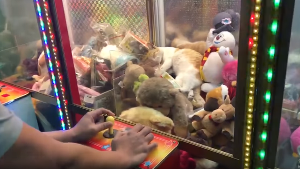 Nobody Wins: Cat Nap Interrupted by Claw Machine - Sputnik International