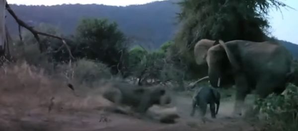 Elephant charges at lion and sends it fleeing Elephant charges at lion and sends it fleeing - Sputnik International