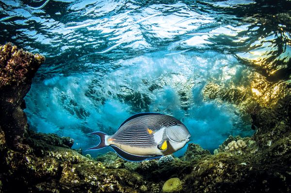 'Outdoor Photographer of the Year 2017' Contest Reveals Category Winners - Sputnik International