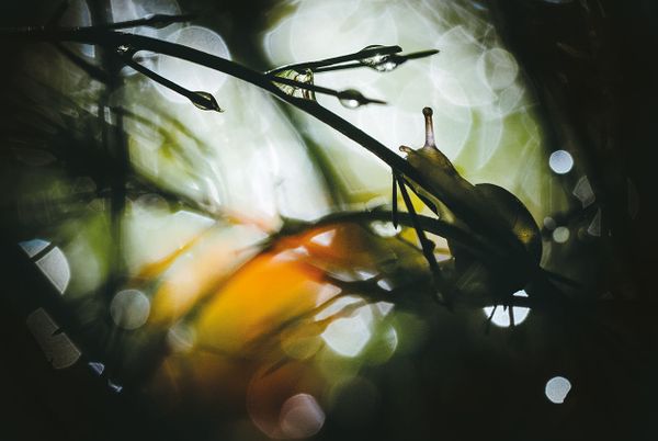 'Outdoor Photographer of the Year 2017' Contest Reveals Category Winners - Sputnik International