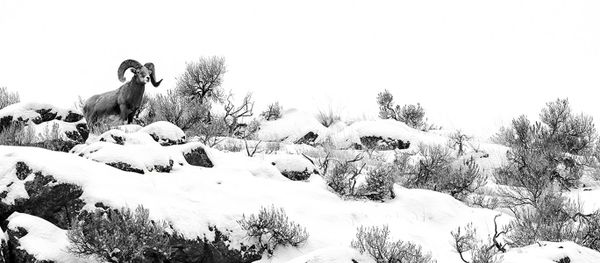 'Outdoor Photographer of the Year 2017' Contest Reveals Category Winners - Sputnik International