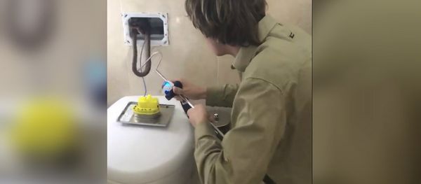 Snake in toilet - Sputnik International