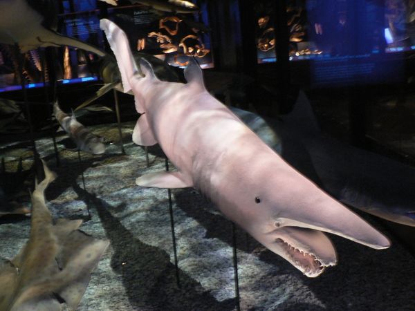 Goblin Shark Goblin Shark - Sputnik International