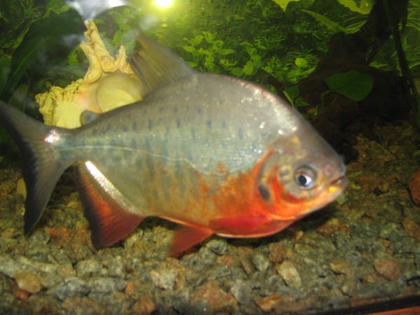 Red-Bellied Pacu Red-Bellied Pacu - Sputnik International