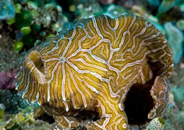 Psychedelic frogfish Psychedelic frogfish - Sputnik International