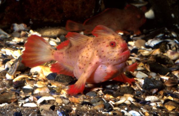 Red Handfish Red Handfish - Sputnik International