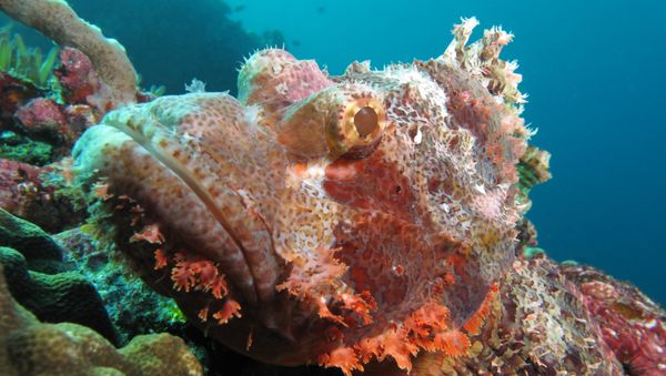 Tassled Scorpionfish Tassled Scorpionfish - Sputnik International