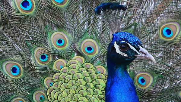 Peacock - Sputnik International