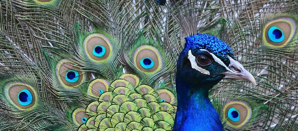 Peacock Peacock - Sputnik International