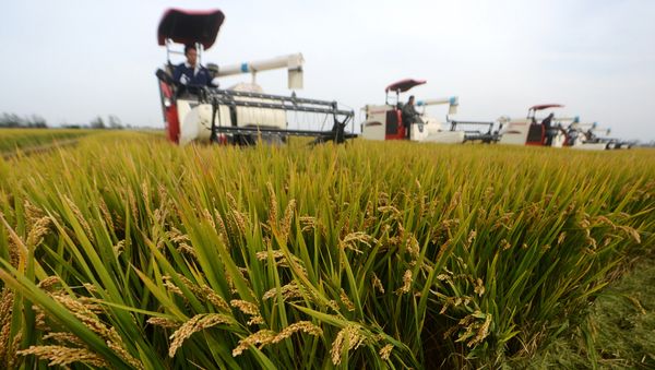 Chinese farmers harvest rice crops using combines in Xinghua in China's eastern Jiangsu province on October 23, 2017 - Sputnik International
